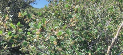 Cercocarpus betuloides betuloides