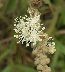 Croton lachnostachyus