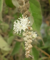 Croton lachnostachyus