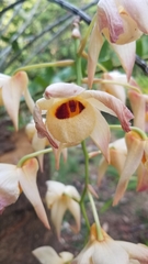 Dendrobium moschatum
