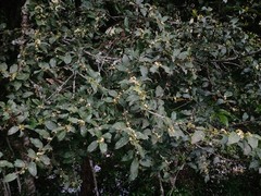Ilex discolor