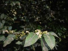 Ilex discolor