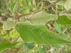 Croton lachnostachyus