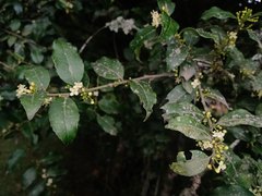 Ilex discolor