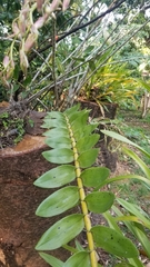 Dendrobium moschatum