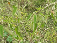 Croton lachnostachyus