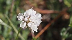 Gilia capitata abrotanifolia