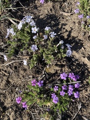 Phlox caespitosa