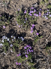 Phlox caespitosa