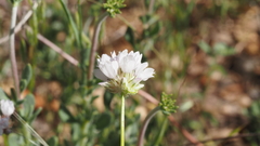 Gilia capitata abrotanifolia