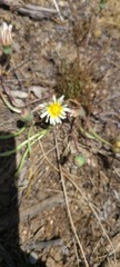 Malacothrix coulteri