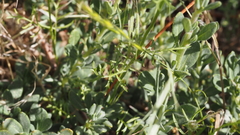 Gilia capitata abrotanifolia