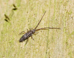 Paronellides