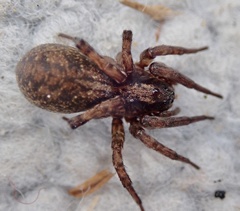 Varacosa