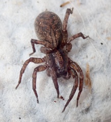 Varacosa