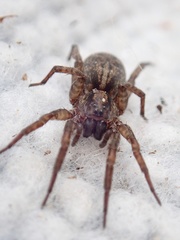 Varacosa