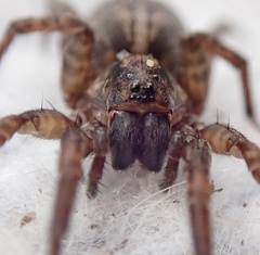Varacosa