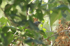 Pheugopedius maculipectus