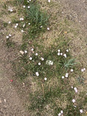 Convolvulus arvensis