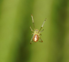 Thwaitesia nigronodosa