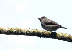 Contopus cinereus