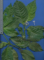 Palicourea domingensis