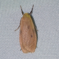 Paralithosia shaowuica
