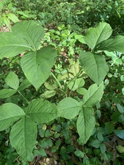 Uromyces ari-triphylli