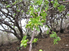 Bursera bipinnata