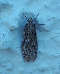 Semioscopis aurorella