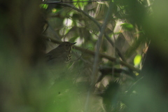 Pheugopedius maculipectus