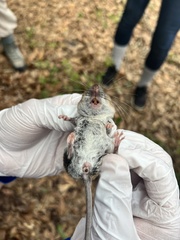 Peromyscus gossypinus