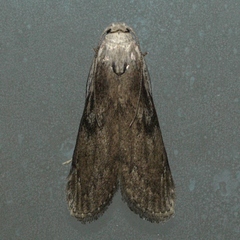 Aphomia terrenella