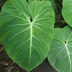 Philodendron gloriosum