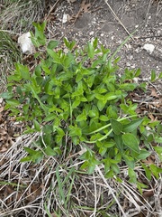 Ditaxis aphoroides