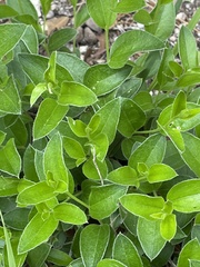 Ditaxis aphoroides