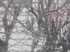 Haemorhous mexicanus