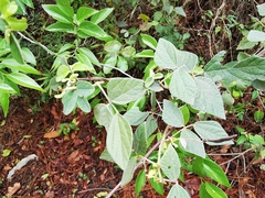 Desmodium lindheimeri