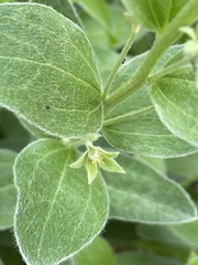 Ditaxis aphoroides