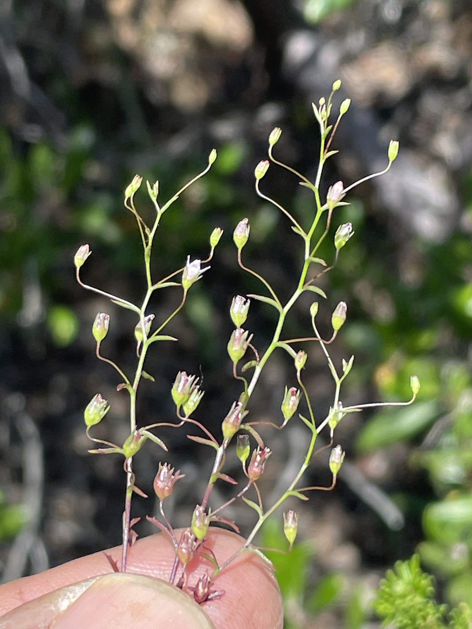 Nemacladus pinnatifidus
