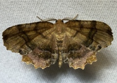 Cepphis armataria