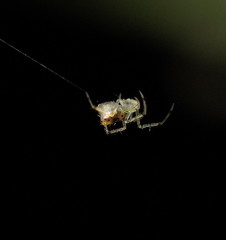Thwaitesia nigronodosa