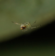 Thwaitesia nigronodosa