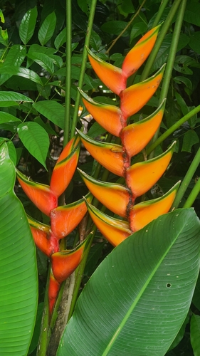 Lobster Claw Heliconia