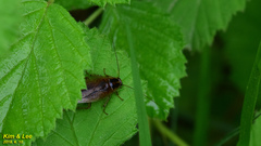 Blattella nipponica