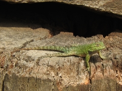 Sceloporus