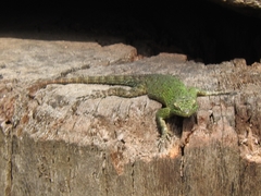 Sceloporus