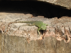 Sceloporus