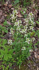 Arabis patens