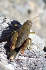 Brachaspis collinus